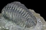 Pedinopariops Trilobite - Mrakib, Morocco #126317-5